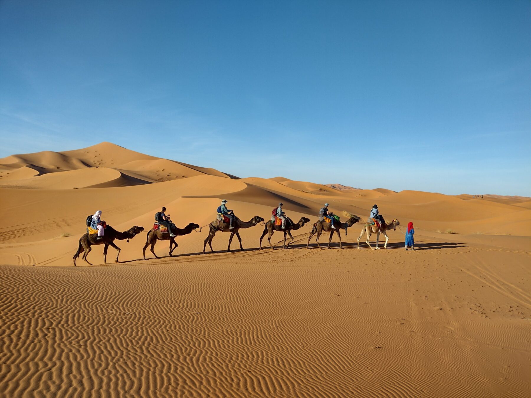 Camels at sundown in the Moroccan desert