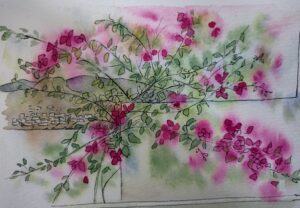 Sketch: Bouganvillea, Telendos