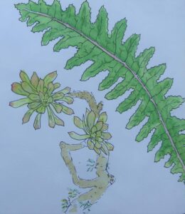 Sketch: Clare's Gomera botanicals