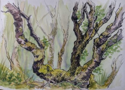 Sketch: Birches