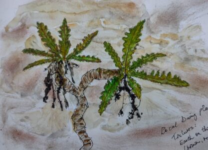 Sketch: Giant dandelions (Helen)