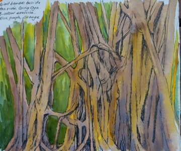 Sketch: Giant fig