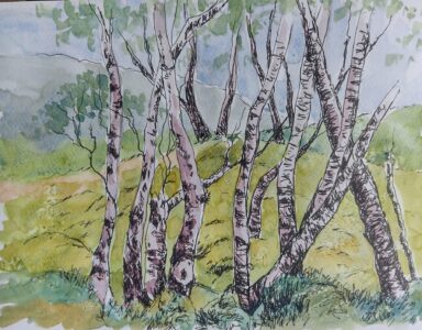 Sketch: Inverpolly birches