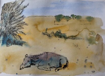 Sketch: Katrina's donkey
