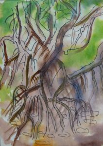 Sketch: Mangroves, Alison
