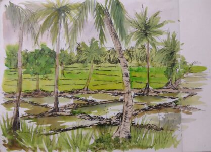 Sketch: Paddy fields