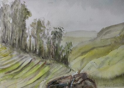 Sketch: Tea plantation, Caroline