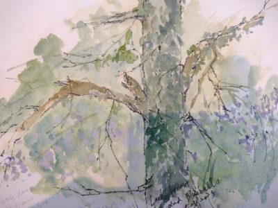 Sketch: Lael forest by Cindra