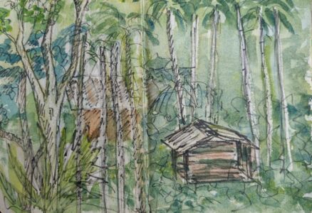 Sketch: Rainforest