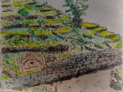 Sketch: Tea plantation